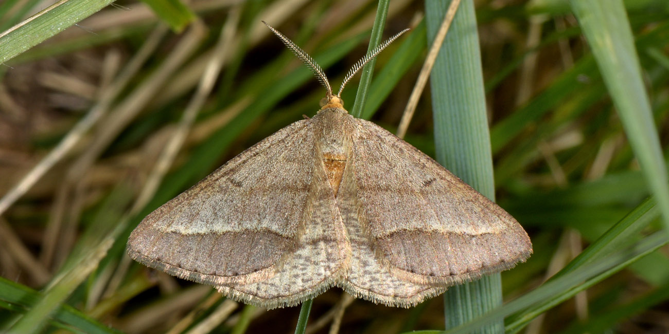 Geometridae? S, Isturgia arenacearia